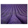 thumbnail image 2 of Texture de Fleur de Lavande en Floraison - Impression d'Art sur Toile Paysage, 2 of 3