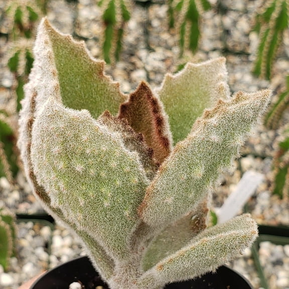 Kalanchoe Felt Plant - Live 4 Inch Plant in a Grower's Pot - Kalanchoe Beharansis 'Fang' - Drought Tolerant Indoor Outdoor Cacti Succulent Houseplant