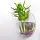thumbnail image 4 of parent Plant Pot Wall Mounted Hanging Fish Tank Flower Round Vase Pot Acrylic Bowl Bubble Aquar, 4 of 5