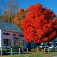 *RED SUNSET* Japanese Maple (Acer rubrum) Tree Seeds, Landscaping or