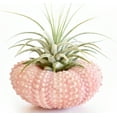 thumbnail image 2 of 6 Pack - Beautiful Pink Sea Urchin Air Plant Kit (Tillandsia) 2" Beach Wedding and Nautical Home Decor, 2 of 3
