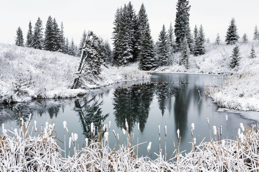 An Open Pond In The