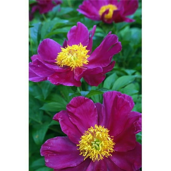 Pianese Flowers Poster Print