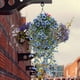 thumbnail image 1 of Flores artificiales, flores falsas, flores de imitación, flores simuladas, flores de seda verde violeta, borde colgante de pared, cesta colgante de ratán, accesorios de decoración de techo, violeta si, 1 of 5