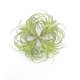 thumbnail image 2 of Paquete de 4 plantas suculentas artificiales, plantas de aire flocadas, césped artificial, plantas de aire Tillandsia flocadas, bromelias para decoración del hogar, jardín, proyecto de terrario,, 2 of 7