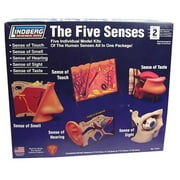 LINDBERG The Five Senses Model Kits