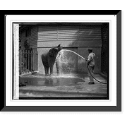 Historic Framed Print, Elephant at zoo, 7/28/26, 17-7/8" x 21-7/8"