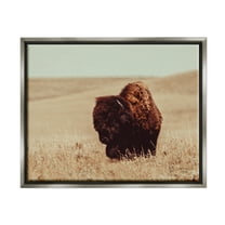 Stupell Industries Bison Grazing Tall Grass Animals & Insects Photography Gray Floater Framed Canvas Art Print Wall Art, 31 x 25