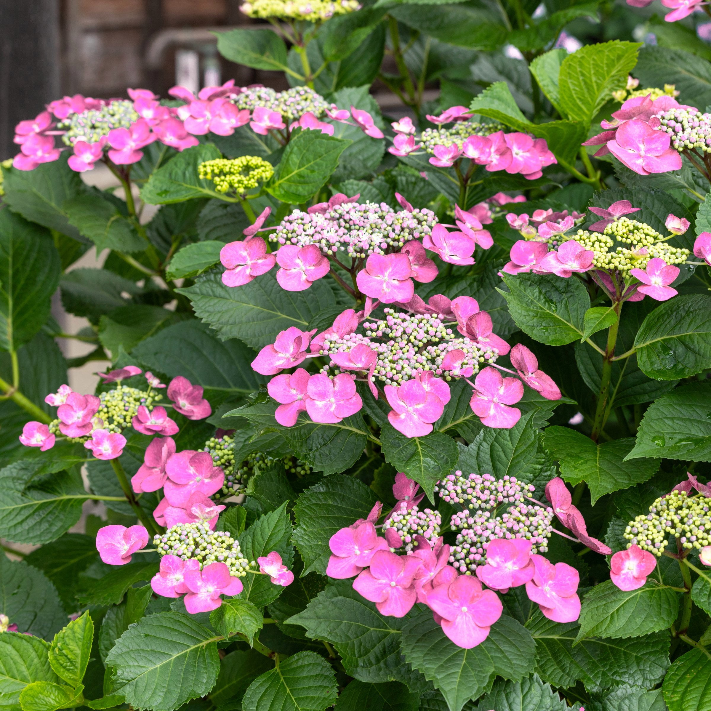 National Plant Network 4 in. Hydrangea Preziosa (3-Pack)