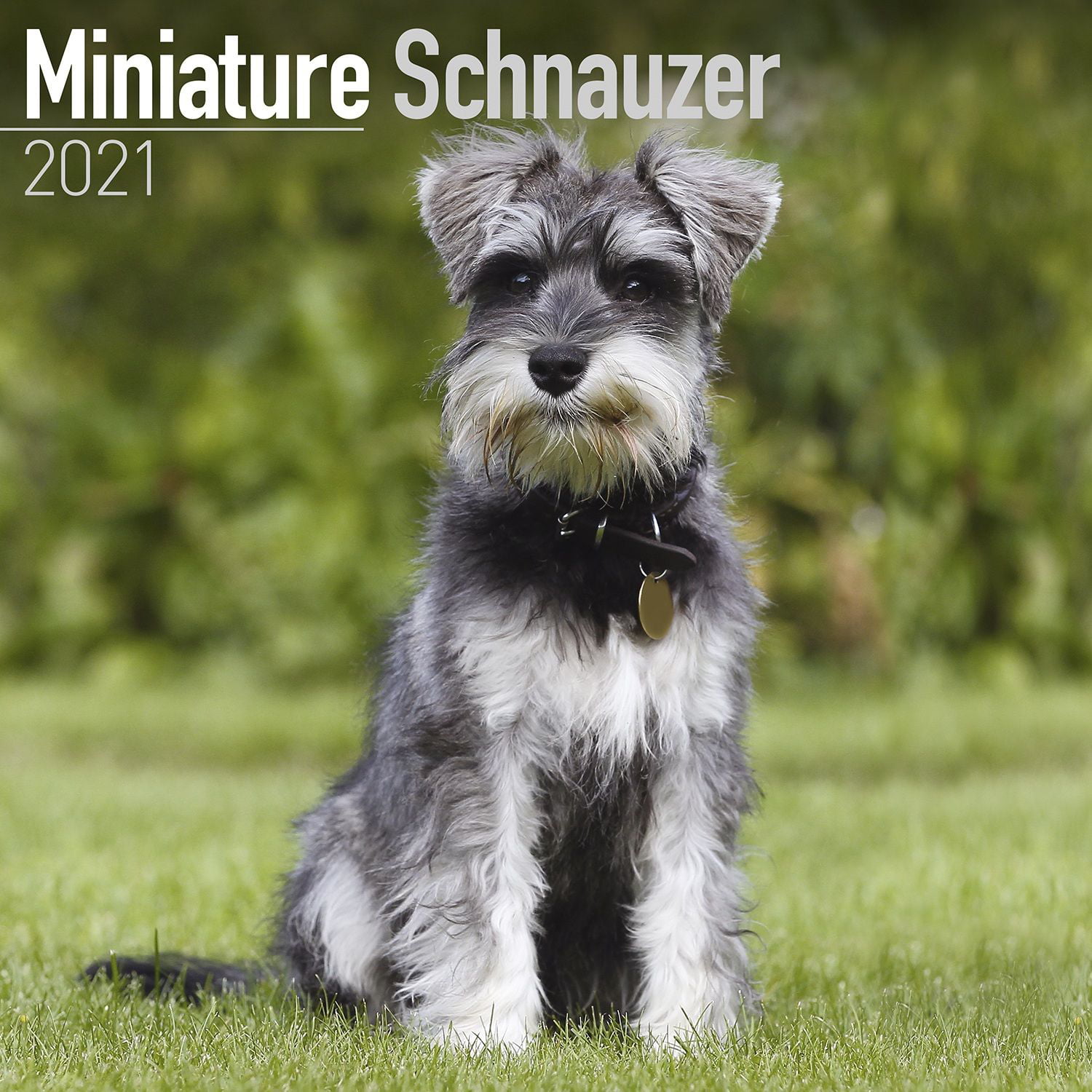 a miniature schnauzer