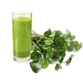 thumbnail image 4 of 10 Live Plants Houttuynia Cordata Fish Mint Diep Ca Rau Vap Ca Perennial Leafy Greens for Home, 4 of 5