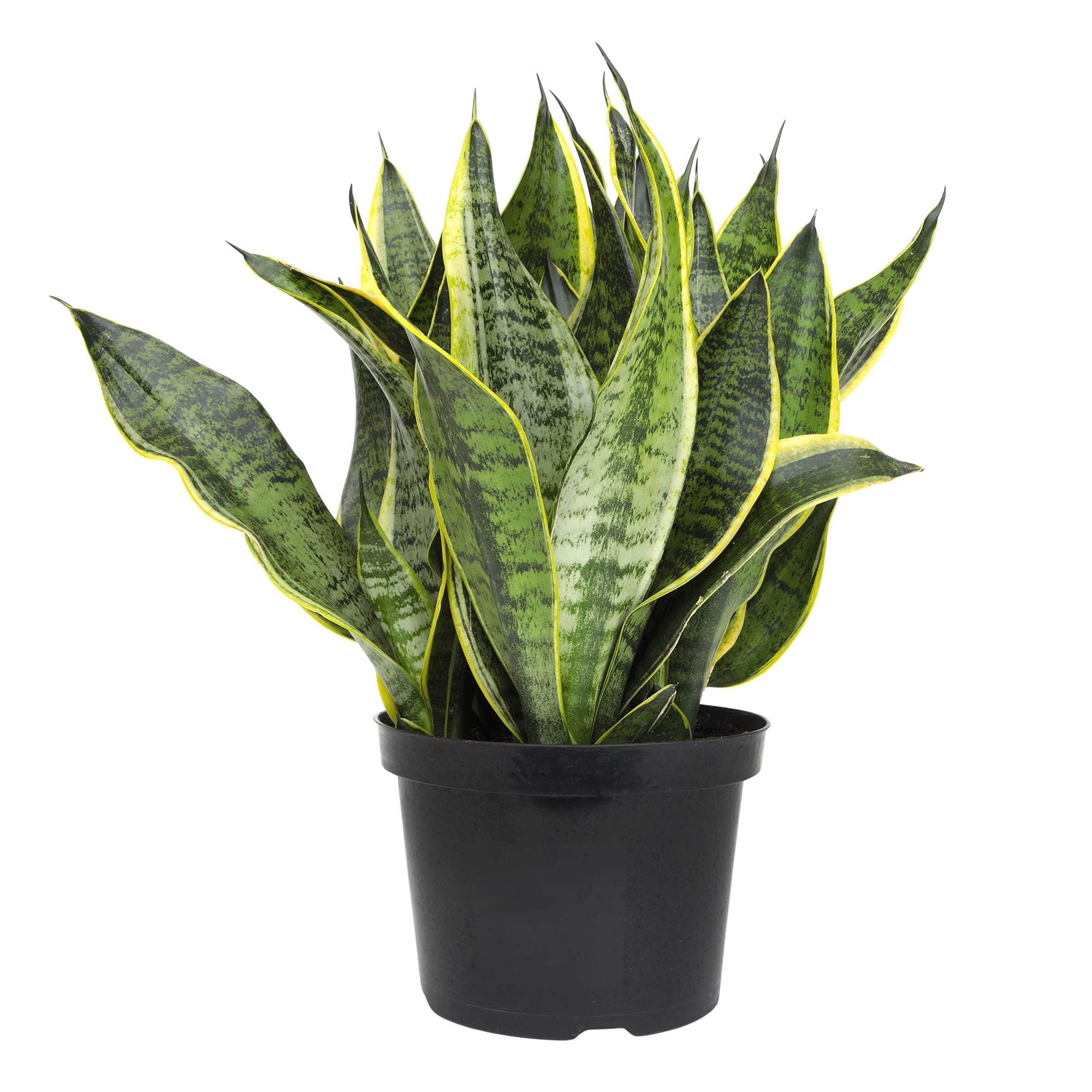 Premium Snake Plant (Sansevieria) in 8" Grower Pot, Live Plant, Grower's Choice Seasonal Selection