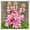 A, variant on Elegant Perennial - Fragrant Tuberose Rhizome - Easy-Care/Low Maintenance - Ideal for Yard Garden, Plant Hangers