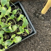 Jiffy 25 Cell Seed Starting Greenhouse with 42mm Peat Pellets w/SUPERThrive Sample