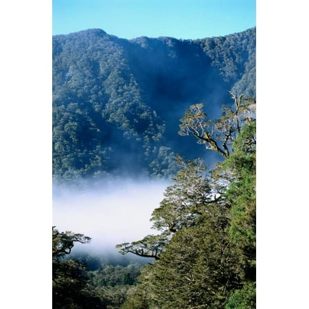- West coast forest Haast River Valley Mt Aspiring NP New Zealand Poster Print by Tui De Roy