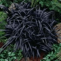 6 Black Mondo Decorative Grass, 2.5 inch pot.