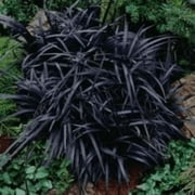 6 Black Mondo Decorative Grass, 2.5 inch pot.