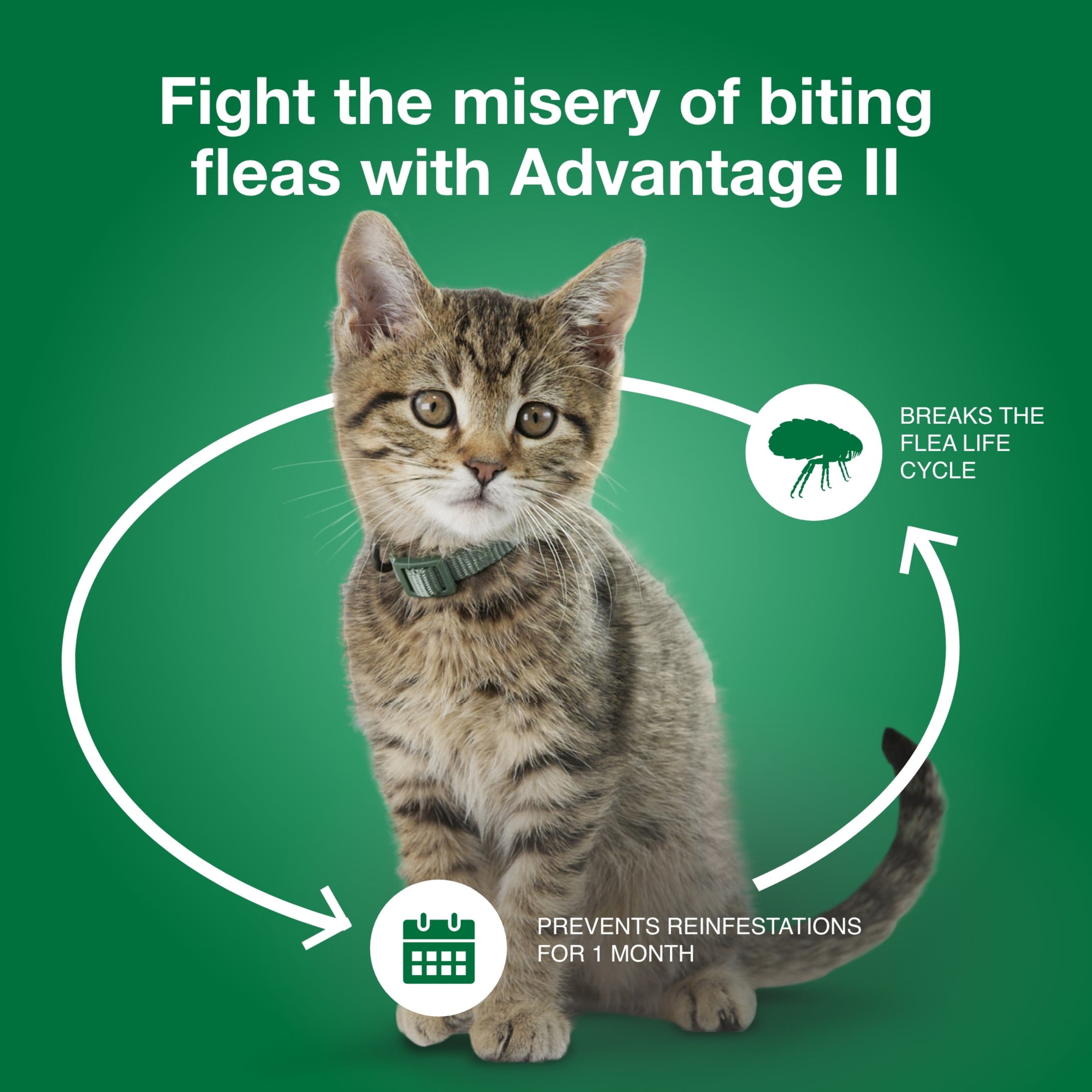 Advantage 2 hotsell for cats walmart