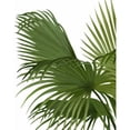 thumbnail image 2 of Fab Funky 15x18 Gold Ornate Wood Framed with Double Matting Museum Art Print Titled - Fan Palm 2, Green on White, 2 of 4