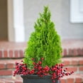 thumbnail image 5 of Expert Gardener Emerald Green Arborvitae (2.5 Quart) Evergreen Thuja Shrub - Full Sun Live Outdoor Plant, 5 of 7