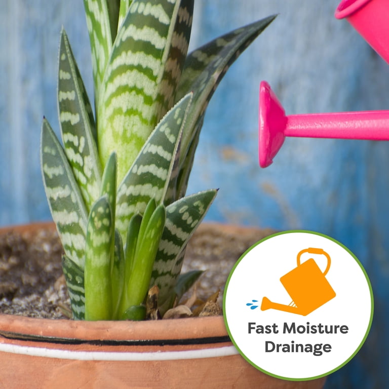 where can i purchase a aloe vera plant Aloe, Bright Direct Sunlight, Indoor Live House Plants, Dcor Pot, Size: Small, Green