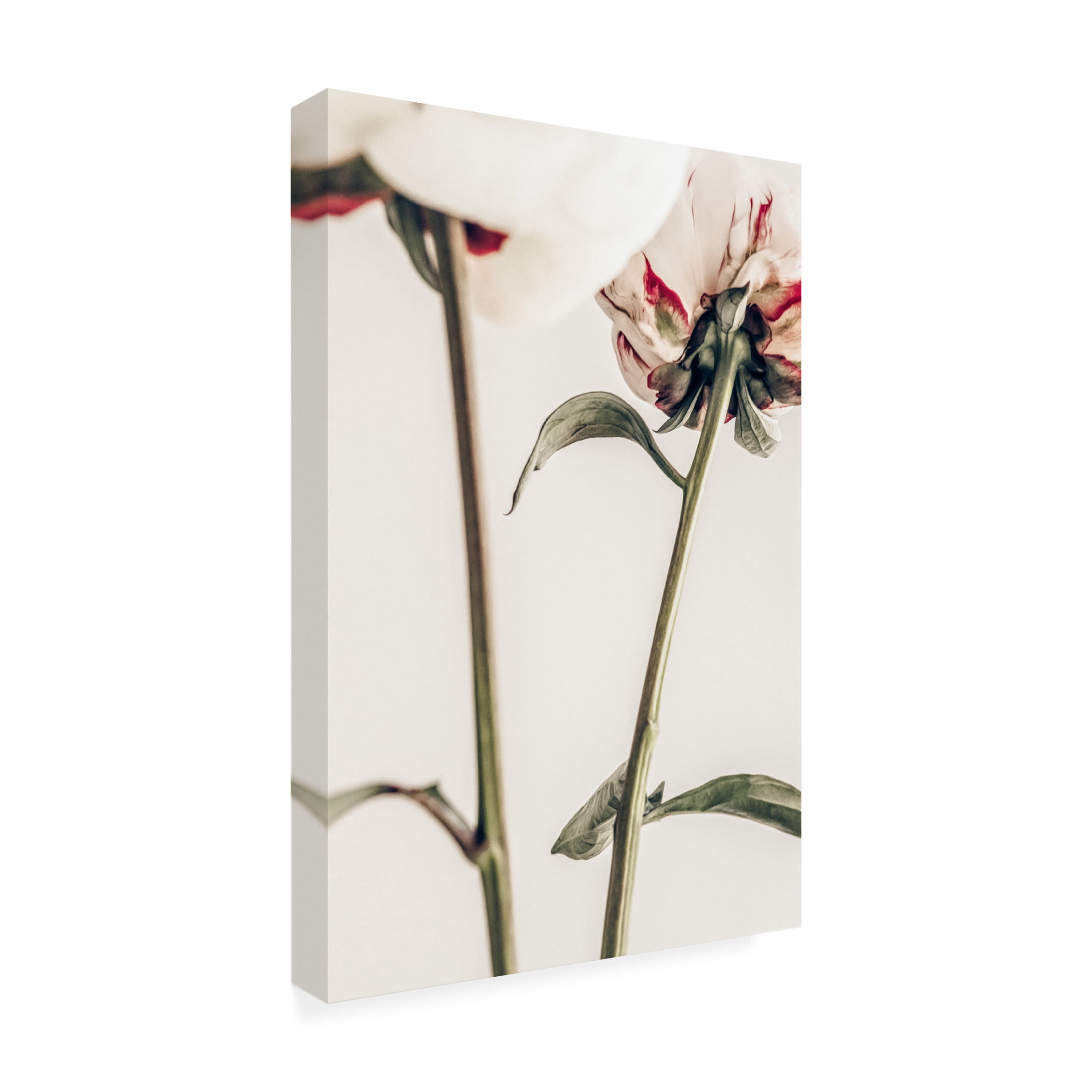 Pictufy Studio III 'Peony 1' Canvas Art - 16 x 24 Inches