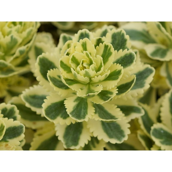 Sedum 'Atlantis' -Succulent- Live Starter Plant