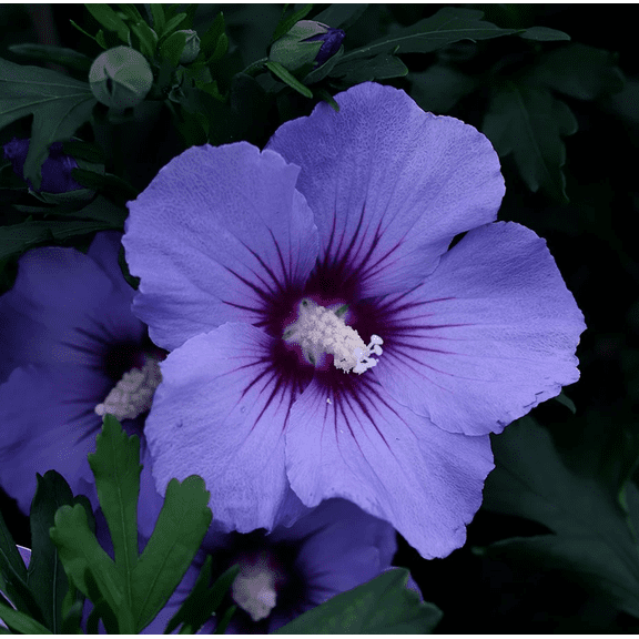 20 Seeds Blue Hibiscus for Planting, Perennial Flower Flowers Seeds for Outdoor Garden