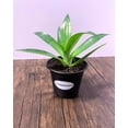 thumbnail image 2 of MicroStarts Live Blue Flame Agave Succulent Plant in 4 inch pot (1 count), 2 of 6