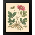 thumbnail image 2 of Miller, John 12x14 Black Modern Framed Museum Art Print Titled - Blushing Pink Florals I, 2 of 5