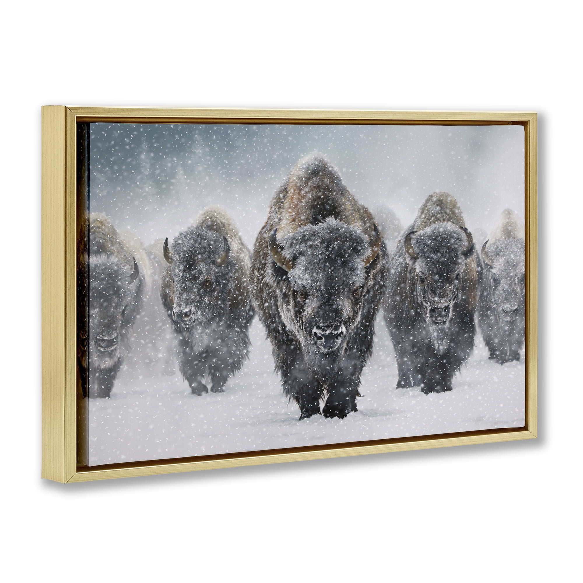 Stupell Industries Indomitable Bison in Snow Animals Photography Gold Floater Framed Canvas Art Print Wall Art, 31 x 21