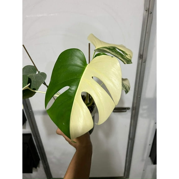 Monstera 'Albo halfmoon  Marble' Variegated Rare Plant-Exact Plant Jan 25, '25