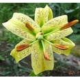 thumbnail image 2 of 10 Seeds CITRINE LILY Yellow TIGER Lilium Henryi Citrinum Asiatic Species Flower Seeds, 2 of 2