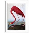 thumbnail image 2 of Art.com American Flamingo Giclee Print by John James Audubon, White Frame Wall Art, 21" x 29", 2 of 4