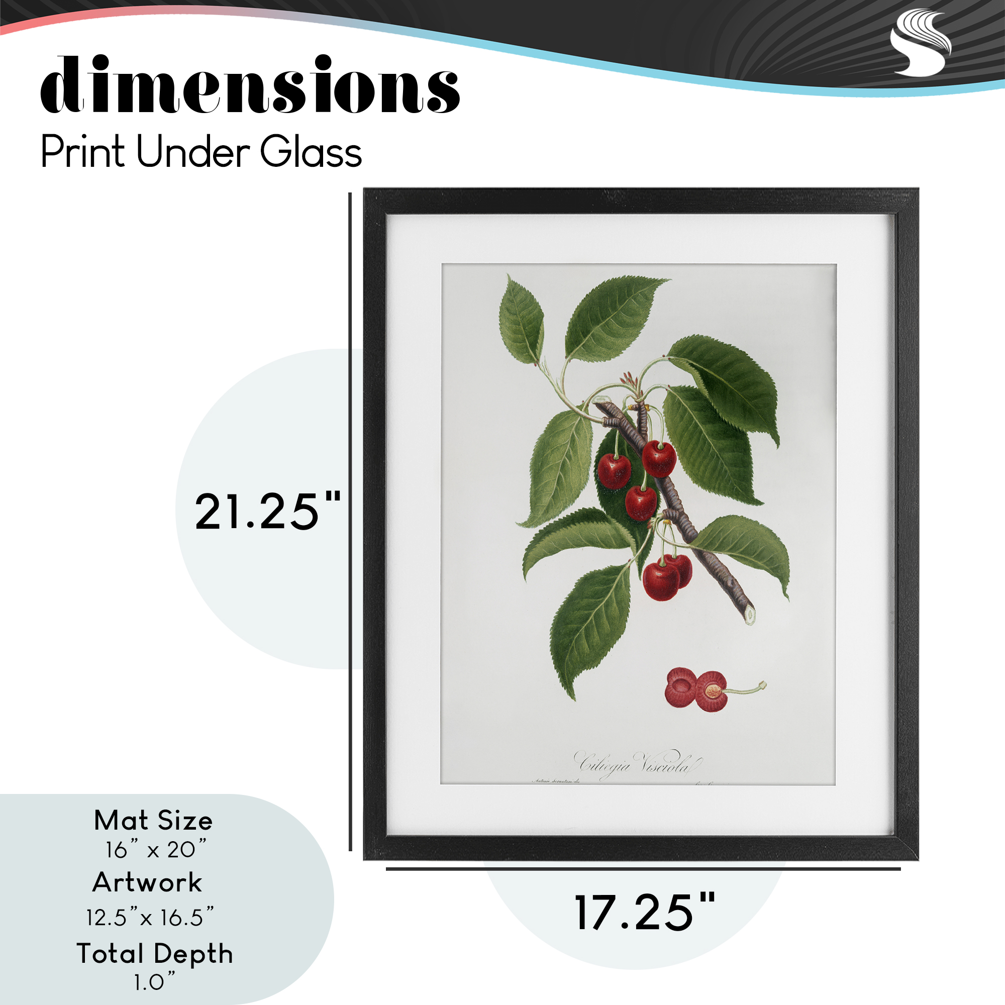 Latin Study of Cherry Plant Black Framed Print Under Glass, design by Lettered and Lined