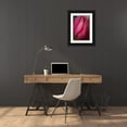 thumbnail image 3 of Jaynes Gallery 11x14 Black Ornate Wood Framed with Double Matting Museum Art Print Titled - Pennsylvania-Longwood Gardens Tulip flower close-up, 3 of 4