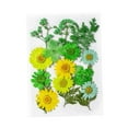 thumbnail image 2 of Flores prensadas secas, juego de flores de , hermosa artesanía, fabricación de velas, Material de fabricación DIY para pantallas de , Verde, 2 of 8