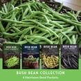thumbnail image 6 of Bush Bean Seeds Variety Pack - 4 Heirloom Full Sun Annual Vegetables, 6 of 6