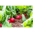 thumbnail image 5 of 500 Seeds SPARKLER WHITE Tip RADISH Sweet European Red Raphanus Sativus Vegetable Seed, 5 of 10