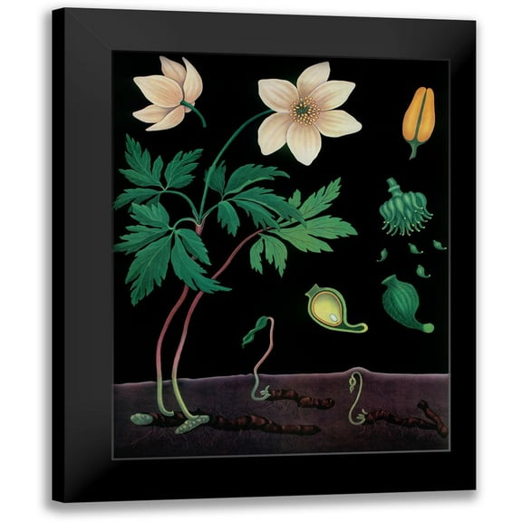 Vintage Apple Collection 12x14 Black Modern Framed Museum Art Print Titled - Windflower