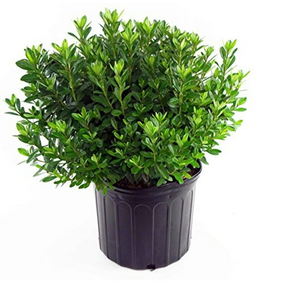 Girards Fuchsia Azalea