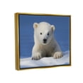 thumbnail image 4 of Stupell Industries Baby Polar Bear Peeking Animals & Insects Photography Gold Floater Framed Art Print Wall Art, 21 x 17, 4 of 10