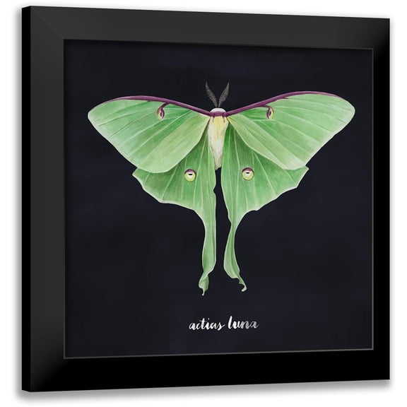 Popp, Grace 12x12 Black Modern Framed Museum Art Print Titled - Luna Moth II