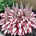 thumbnail image 1 of Semillas de Hosta abigarrada, semillas de flor de jade n.° A, 100 semillas, 1 of 1