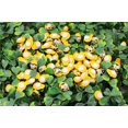 thumbnail image 1 of 100 Uds Mini abeja mariquita de madera esponja autoadhesiva pegatina para nevera decoración de álbum de recortes de pared ZefeiWu 8390615833516, 1 of 1