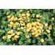 thumbnail image 1 of 100 Uds Mini abeja mariquita de madera esponja autoadhesiva pegatina para nevera decoración de álbum de recortes de pared, 1 of 2