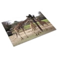 thumbnail image 3 of Print: Montgomery Zoo, Montgomery, Alabama, 2010, 3 of 4