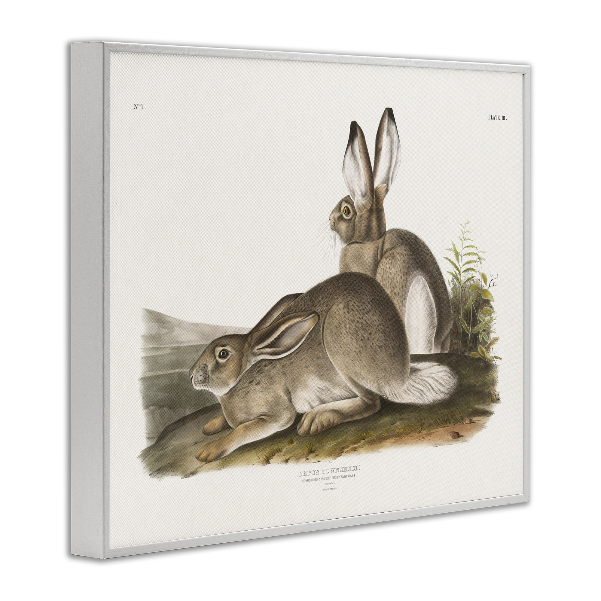 Stupell Industries Traditional Cottage Hare Animals & Insects Painting White Framed Art Print Wall Art, 14 x 11