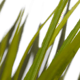 thumbnail image 3 of Bouclair Plante Tropicale en Pot en Céramique Texturée Blanche, 3 of 4