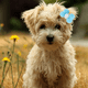 thumbnail image 5 of Paquete de 20 pinzas para el pelo con lazo para cachorros, pinzas para el pelo Yorkie, pinzas para el pelo para perros y flores, accesorios para el pelo para mascotas Ormromra CPB-DE-LYY2167-3, 5 of 5